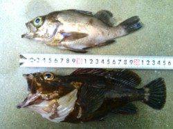 淡輪でメバリング、１２時頃から時合いがありました