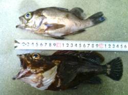 淡輪でメバリング、１２時頃から時合いがあり…