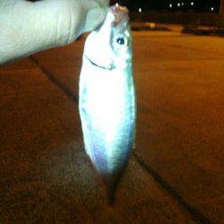 淡輪漁港　アジングでアジの他メバル、キス、ソイなど