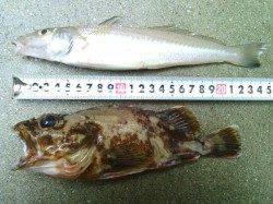 淡輪漁港　アジングでアジの他メバル、キス、ソイなど