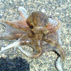 貝塚　オクトパッシングでタコ21パイ　アタリの多い朝方が○