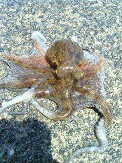 貝塚　オクトパッシングでタコ21パイ　アタリの多い朝方が○