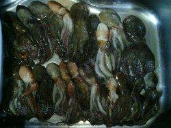 貝塚　オクトパッシングでタコ21パイ　アタリの多い朝方が○