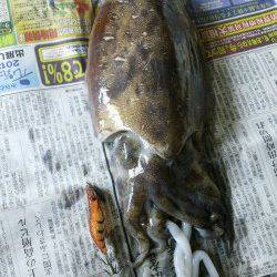 姫路市立遊魚センター　エギングでコウイカ740gがヒット