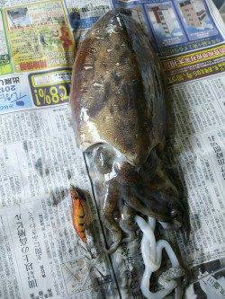 姫路市立遊魚センター　エギングでコウイカ740gがヒット