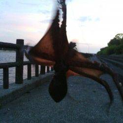 貝塚　夕方のオクトパッシングでタコ3バイ☆