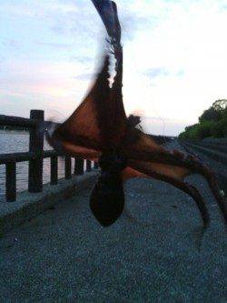 貝塚　夕方のオクトパッシングでタコ3バイ☆