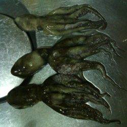 貝塚　夕方のオクトパッシングでタコ3バイ☆