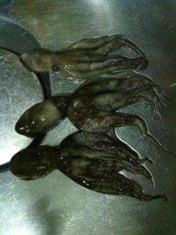 貝塚　夕方のオクトパッシングでタコ3バイ☆