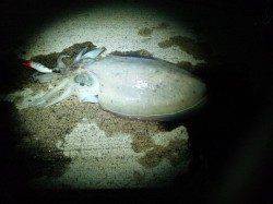 柴山港　エギングでコウイカ＆アジングでアジ・メバル☆