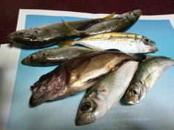 柴山港　エギングでコウイカ＆アジングでアジ…