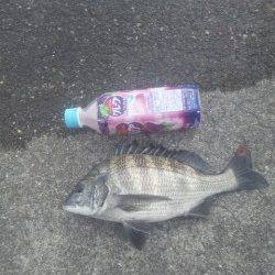 田村漁港　夕方の紀州釣りでチヌ31cm＆22cm