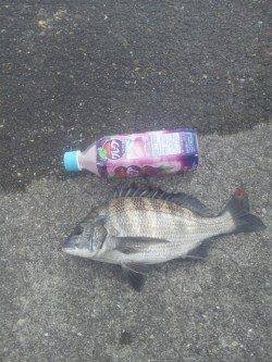 田村漁港　夕方の紀州釣りでチヌ31cm＆22cm