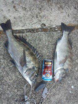 堺・一本松漁港　紀州釣りでチヌ2枚　台風の影響でうねりの中での釣り