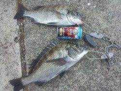 堺・一本松漁港　紀州釣りでチヌ2枚　台風の影響でうねりの中での釣り