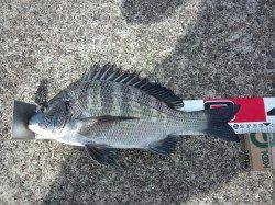 堺・一本松漁港　午後の潮変わり後に紀州釣りでチヌ36cm