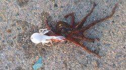 舞洲でオクトパッシング釣果