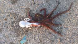 舞洲でオクトパッシング釣果