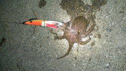 舞洲でオクトパッシング釣果