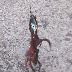 舞洲　自作のタコエギでタコ〜300g6パイ