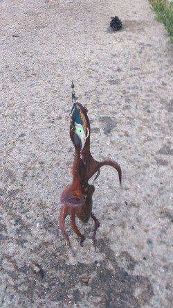 舞洲　自作のタコエギでタコ〜300g6パイ