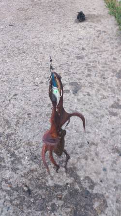 舞洲　自作のタコエギでタコ〜300g6パイ…