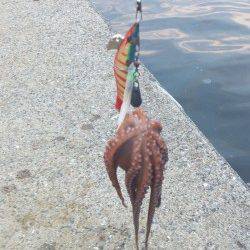 舞洲　自作のタコエギでタコ〜300g6パイ