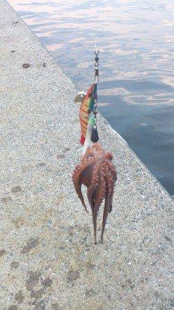 舞洲　自作のタコエギでタコ〜300g6パイ