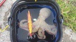 舞洲　タコエギ＆タコジグでタコ〜300g2ハイ