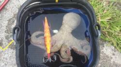 舞洲　タコエギ＆タコジグでタコ〜300g2…