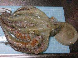 林崎漁港　テンヤ・ちょい投げでタコ500g＆アナゴ