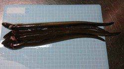 林崎漁港　テンヤ・ちょい投げでタコ500g＆アナゴ