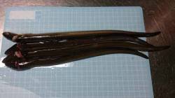 林崎漁港　テンヤ・ちょい投げでタコ500g…