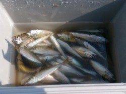 明石港で朝からサビキ釣りの釣果