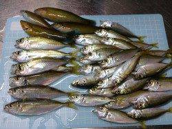 明石港で朝からサビキ釣りの釣果