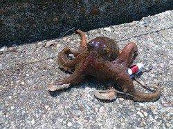 本荘人工島、真昼の蛸釣り釣行