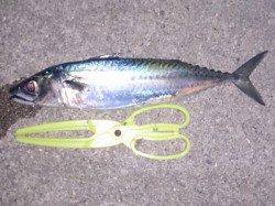 明石港　夜のウキ釣りでサバ38cm　2回のバラシも