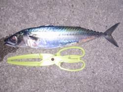 明石港　夜のウキ釣りでサバ38cm　2回の…