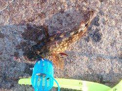 小アジを求めて新浜漁港へ…サビキ釣果