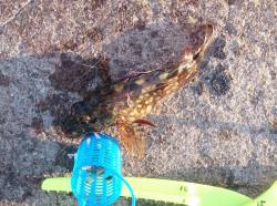 小アジを求めて新浜漁港へ...サビキ釣果