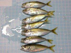 小アジを求めて新浜漁港へ…サビキ釣果