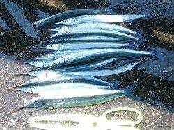 林崎漁港、約2時間の釣行サヨリ15匹ＧＥＴ！