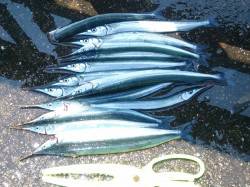 林崎漁港、約2時間の釣行サヨリ15匹ＧＥＴ…