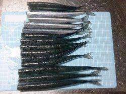 林崎漁港、約2時間の釣行サヨリ15匹ＧＥＴ！