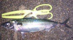 明石港でのサバ釣り、連れ出したのは夜11時頃