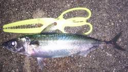 明石港でのサバ釣り、連れ出したのは夜11時…