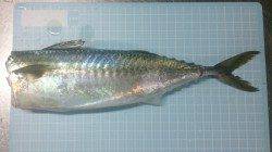 明石港でのサバ釣り、連れ出したのは夜11時頃