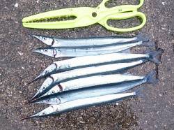 林崎漁港　昼間のウキ釣りでサヨリ7匹ゲット…