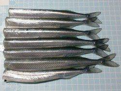 林崎漁港　昼間のウキ釣りでサヨリ7匹ゲット