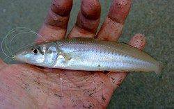 由良川河口　投げ釣りでキス〜18cm25匹　シーバスは全てリリース